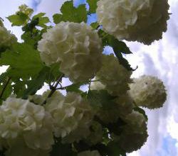 Boules de neige en mai
