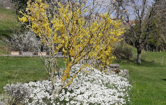 Dans mon jardin