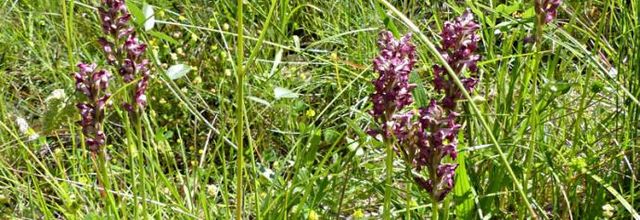 Anacamptis coriophora subsp. fragrans  - orchis parfumé