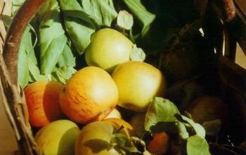 Pom pom, la pomme
