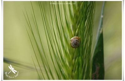 Balade d'escargot...