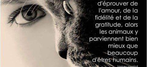 Âme animale 