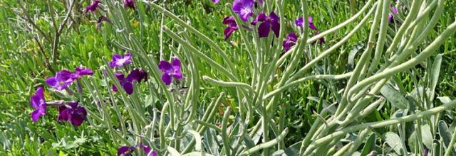 Matthiola incana  -  giroflée des jardins