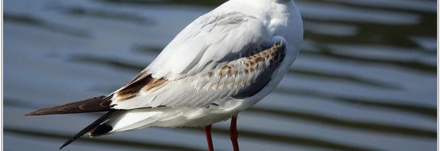 Mouette Rieuse (1) - Chroicocephalus ridibundus