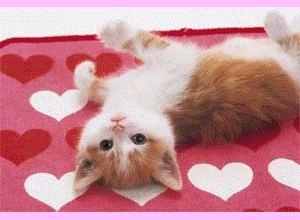 DIAPORAMA CHATONS