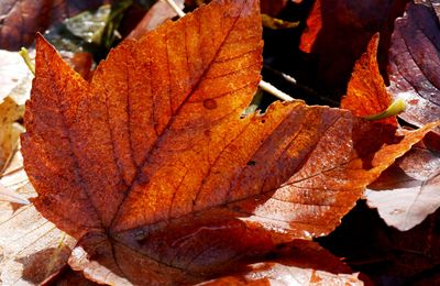 Le 29 octobre 2025 : Le chemin des étoiles