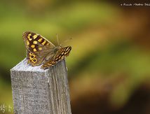 Pararge aegeria - Tircis - Nymphalidae