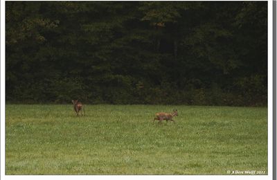 Rencontre au coin du bois
