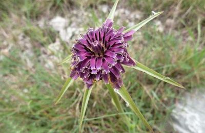 Tragopogon porrifolius  -  salsifis de Provence