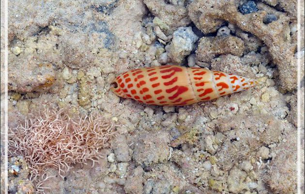 Gastéropode "Mitre" (Voluta mitra episcopalis devenu ensuite Mitra mitra) - Motu au sable rose - Sud de Fakarava (Tetamanu) - Tuamotu - Polynésie française