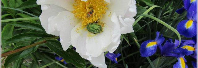 LES  HABITANTS  DES  FLEURS 
