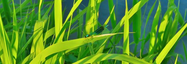 une demoiselle sur ...