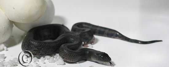 Pituophis melanoleucus lodingi (Blanchard, 1924)