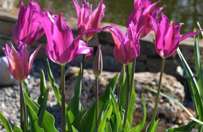 Tulip time at Magical Garden