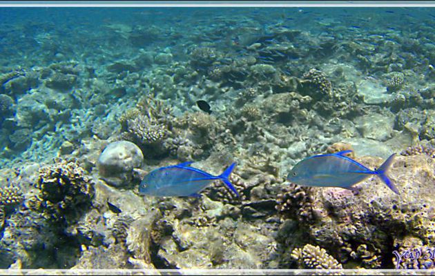 Duo de Carangues bleues, Bluefin trevally (Caranx melampygus) en bordure du tombant - Snorkeling à Athuruga - Atoll d'Ari - Maldives