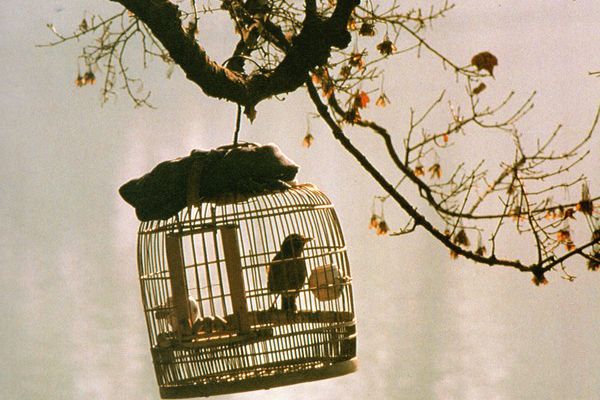 Citations en images : Le bonheur
