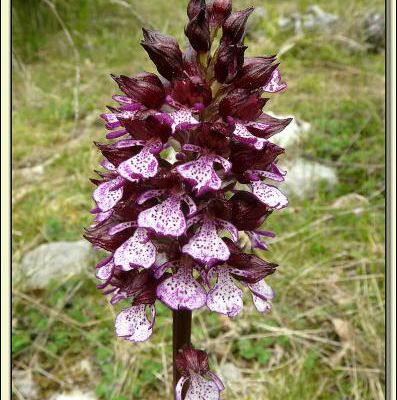 Flore des Pyrénées (Images de mon ancien blog, année 2009)