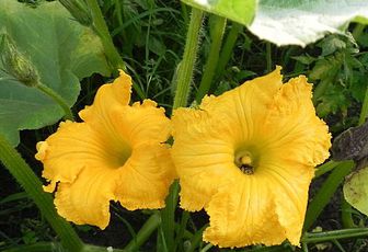 fleurs du jardin
