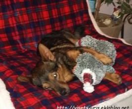 Le Doudou