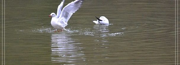 Parc des Buttes Chaumont : Mouettes rieuses
