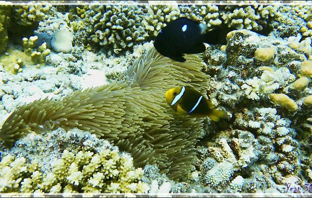 Poisson-clown à nageoires jaunes, Orangefin anemonefish (Amphiprion chrysopterus) et Demoiselle domino - Passe Tumakohua (passe sud) - Atoll de Fakarava - Tuamotu - Polynésie française