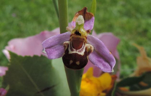 une orchidée sauvage ,  ophrys-apifera 