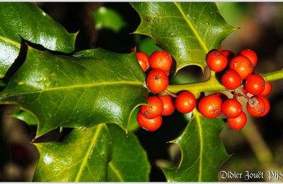 Houx (1) - Ilex aquifolium