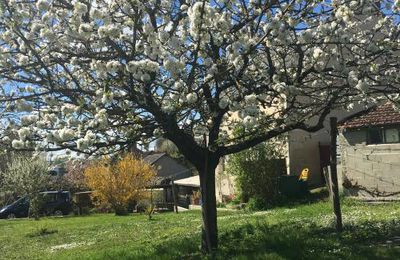 LES CERISES 2017