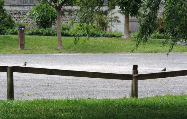 des oiseaux sur une aire de CCar