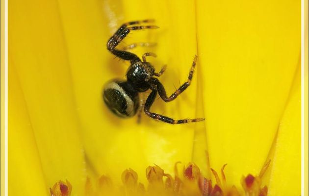 Minuscule araignée "Napoléon" noire, Thomise globuleux (Synaema globosum) - Lartigau - Milhas - 31