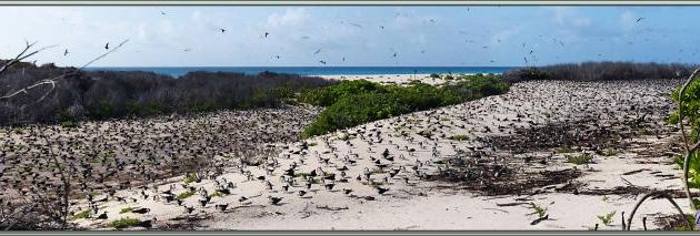 Colonie de Sternes fuligineuses en fin de nidification (Onychoprion fuscatus) - Bird Island - Seychelles
