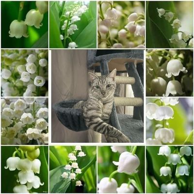 bonne semaine à tous les loulous ... 