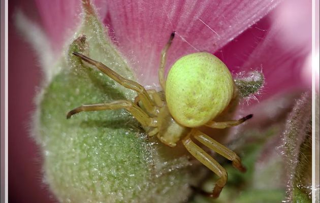 J'ai retrouvé l'Araignée crabe Thomise variable jaune ! (Misumena vatia) - Lartigau - Milhas - 31