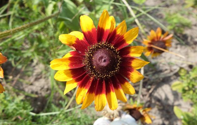 une fleur de gaillarde