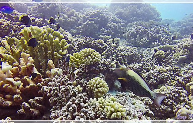 Poisson-perroquet bicolore femelle, Bicolor parrotfish or Spotted parrotfish (Cetoscarus ocellatus) - Passe Tumakohua - Fakarava sud - Tuamotu - Polynésie française