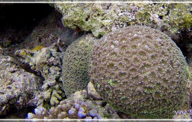 Corail cristal ou Corail piquant, Crystal coral or Prickly coral or Grass coral (Galaxea fascicularis) - Snorkeling à Thudufushi - Atoll d'Ari - Maldives