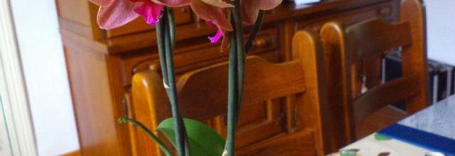 L'orchidée de Pascal