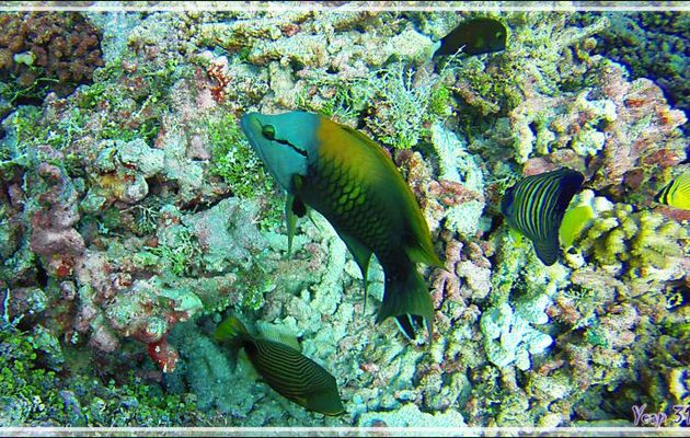 Labre à long museau ou Epibule trompeur, Slingjaw wrasse (Epibulus insidiator) - Tumakohua (passe sud) - Atoll de Fakarava - Tuamotu - Polynésie française