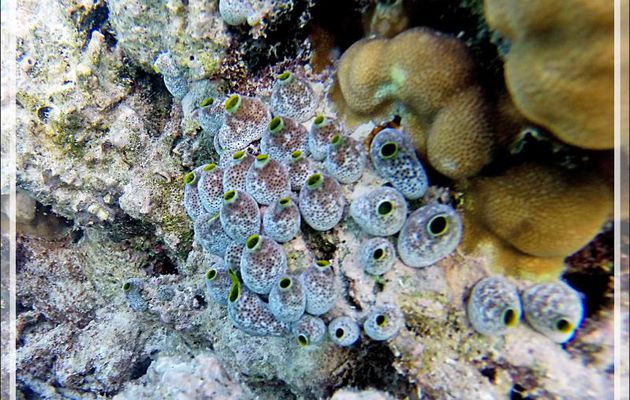 Snorkeling : Petite ascidie-urne, Small urn-ascidian (Atriolum robustum) - Moofushi - Atoll d'Ari - Maldives