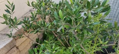 Les surprises de Dame Nature