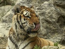 Tigre - Panthera tigris