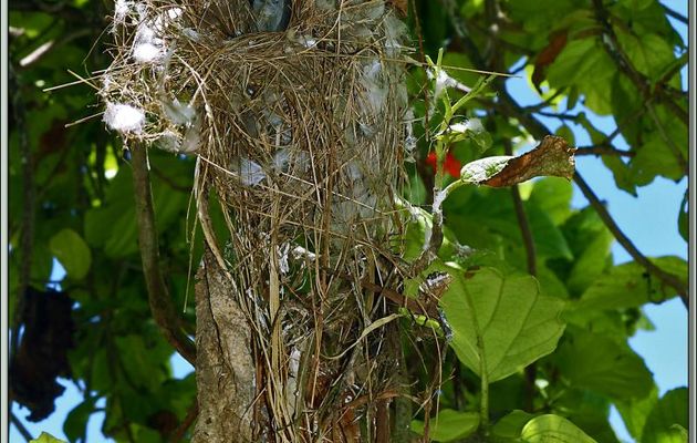 Souimanga (Colibri) des Seychelles (Cinnyris dussumieri) et son nid - Bird Island - Seychelles