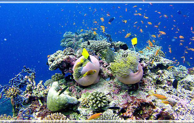 Anémone magnifique et sa cour : Clown, Poisson-pincette, Anthias ... - Kuda Faru Thila - Atoll d'Ari - Maldives