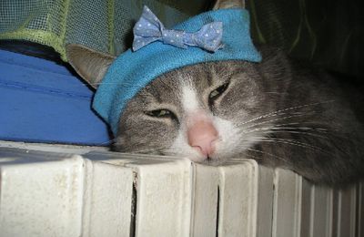 Toto avec un bandeau