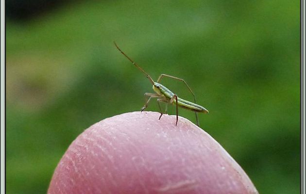 Qu'est-ce cet animalcule ? Une larve de sauterelle ? - Lartigau - Milhas - 31