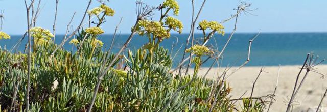 Crithmum maritimum  -  criste-marine