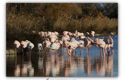 Le Flamant rose 