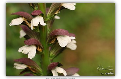 Quelques fleurs de Juin au refuge.
