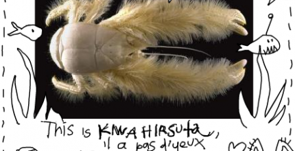 The White Furry Lobster 