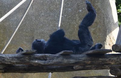EB - Des chimpanzés, au zoo de La Palmyre...